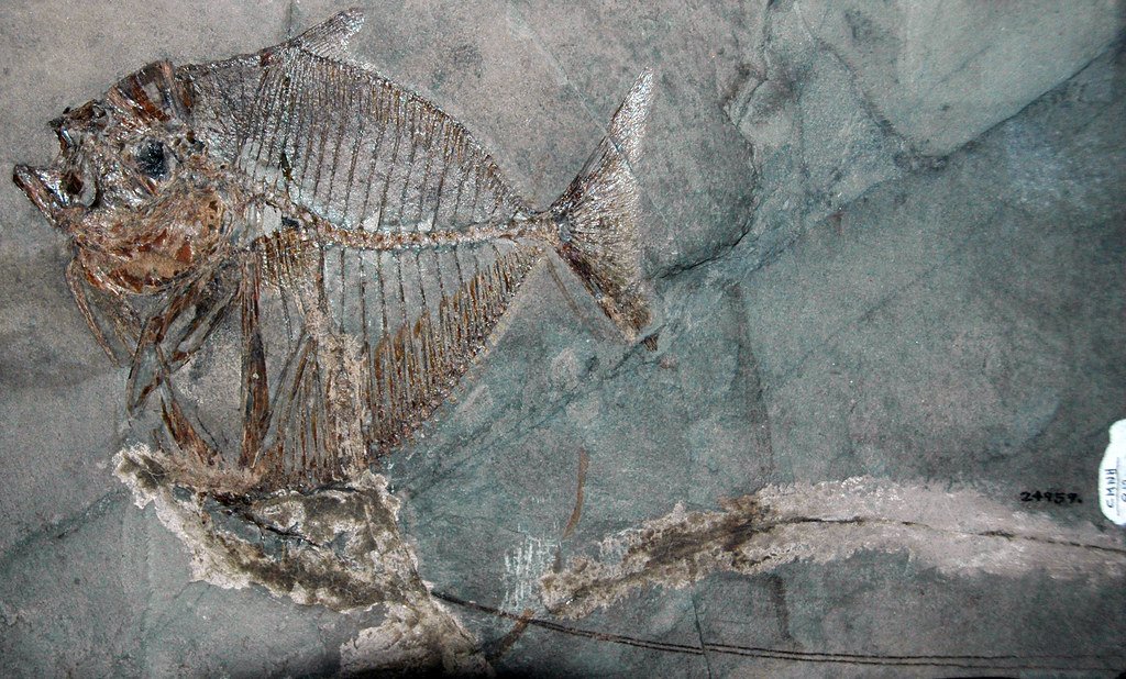 fossil fish
