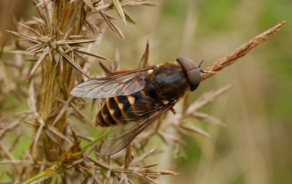 Horsefly.