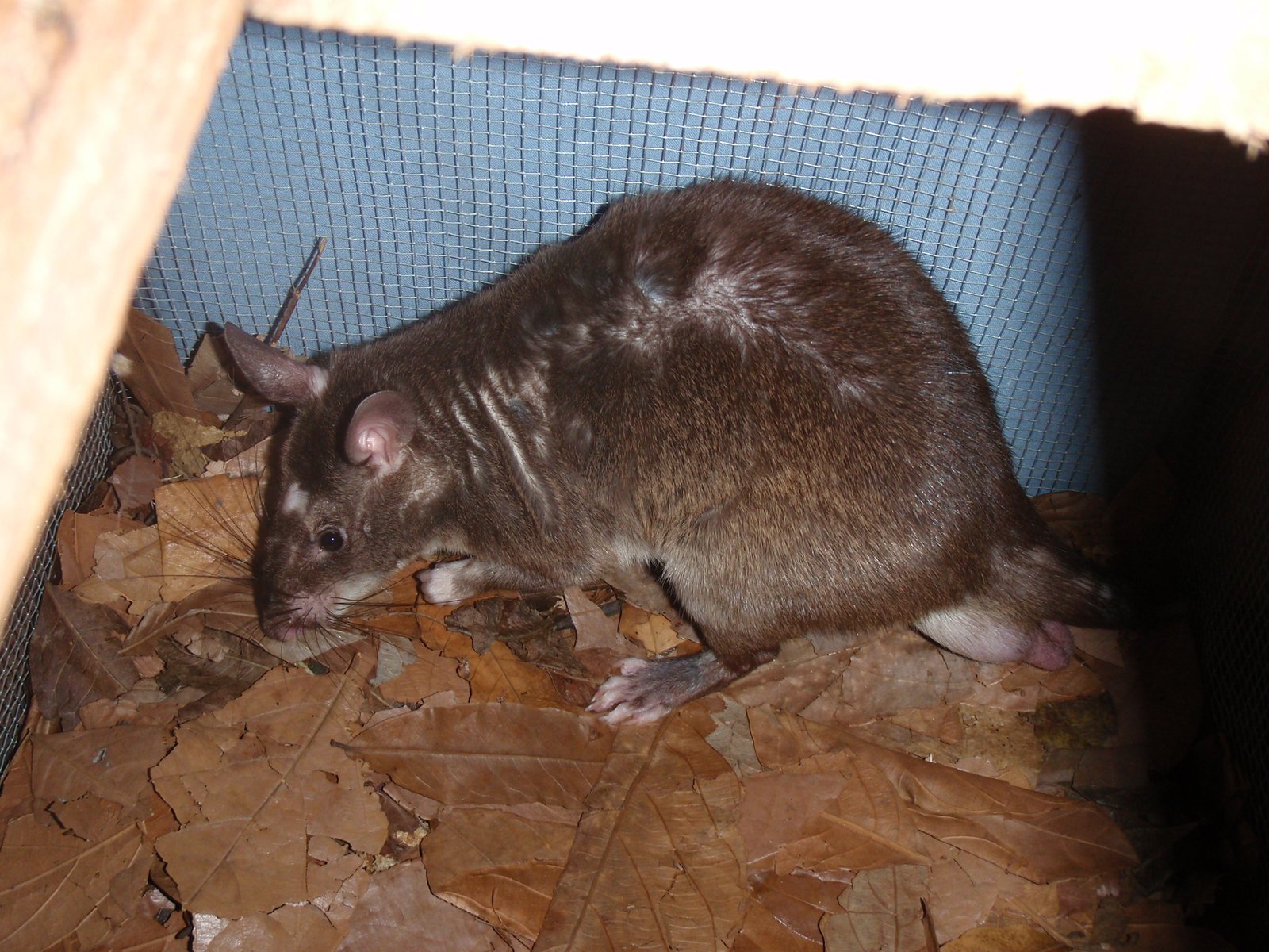 Magawa the HeroRAT: A Medal-Winning Rodent Who Saved Lives in Cambodia