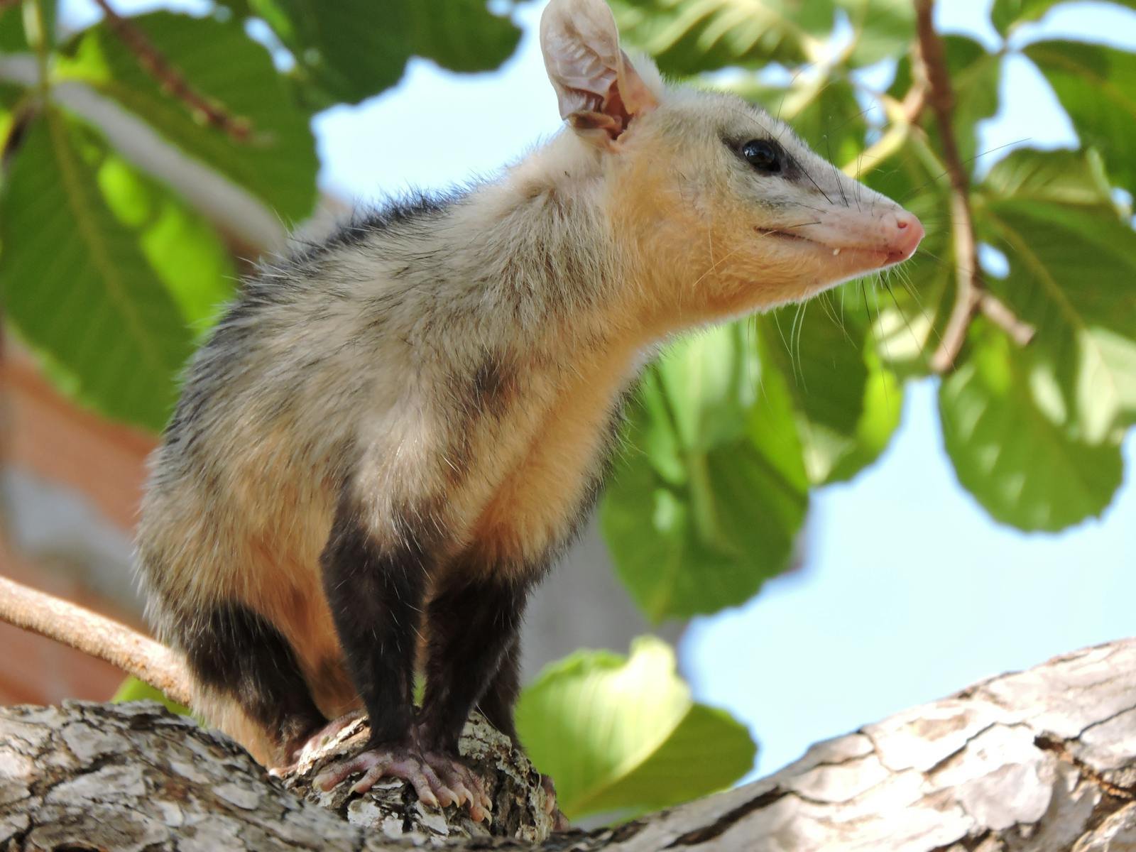 Pest Patrol with a Pouch: How Opossums Quietly Help Humans