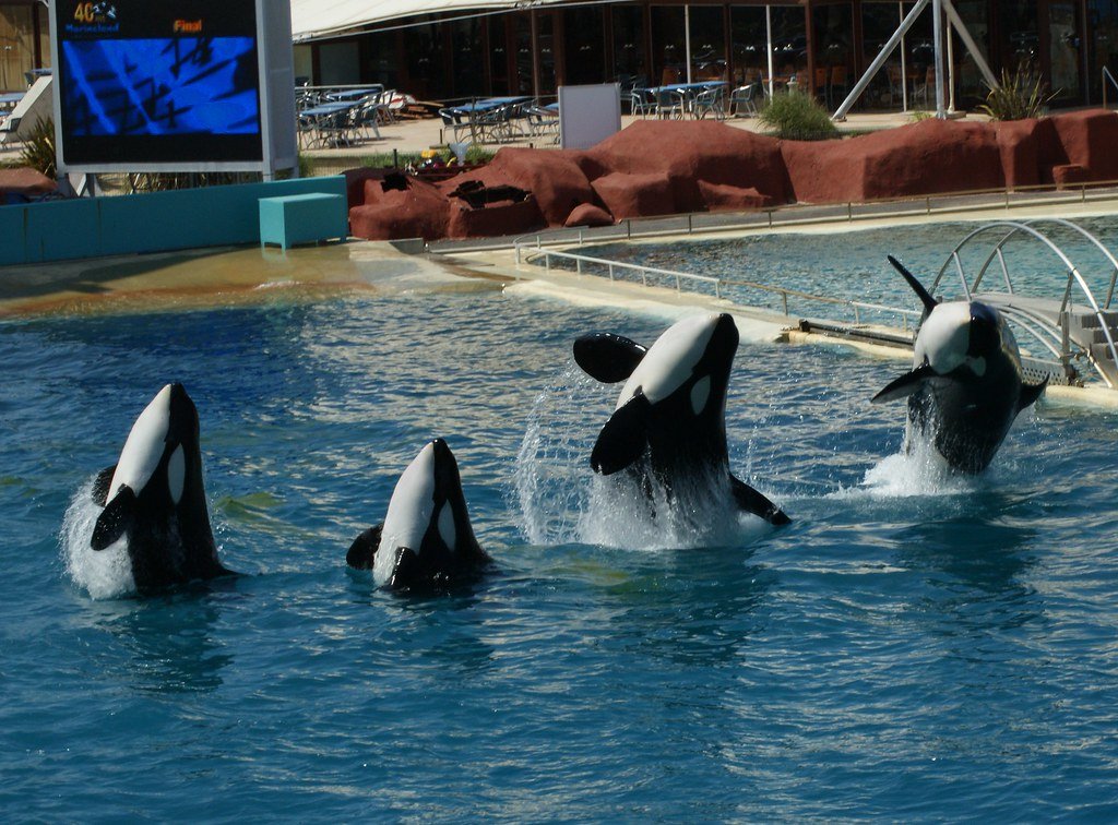 Orca whales jumping on the water surface
