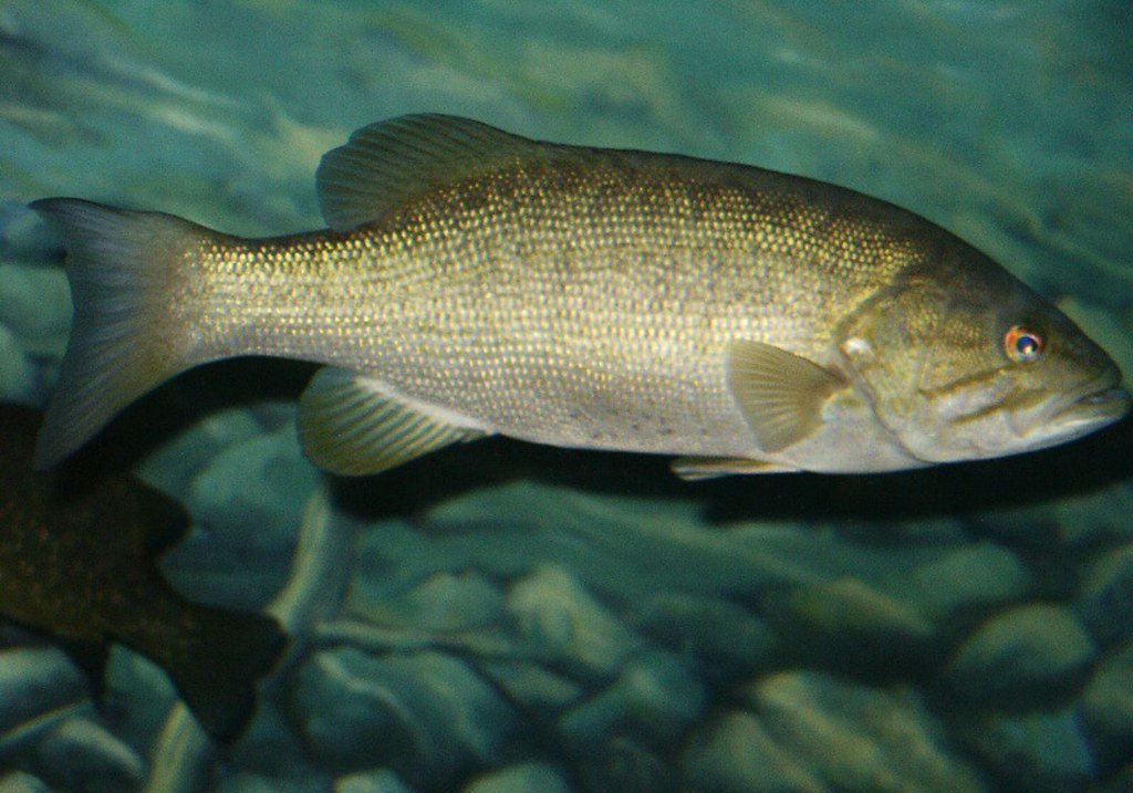 Smallmouth bass underwater with stones