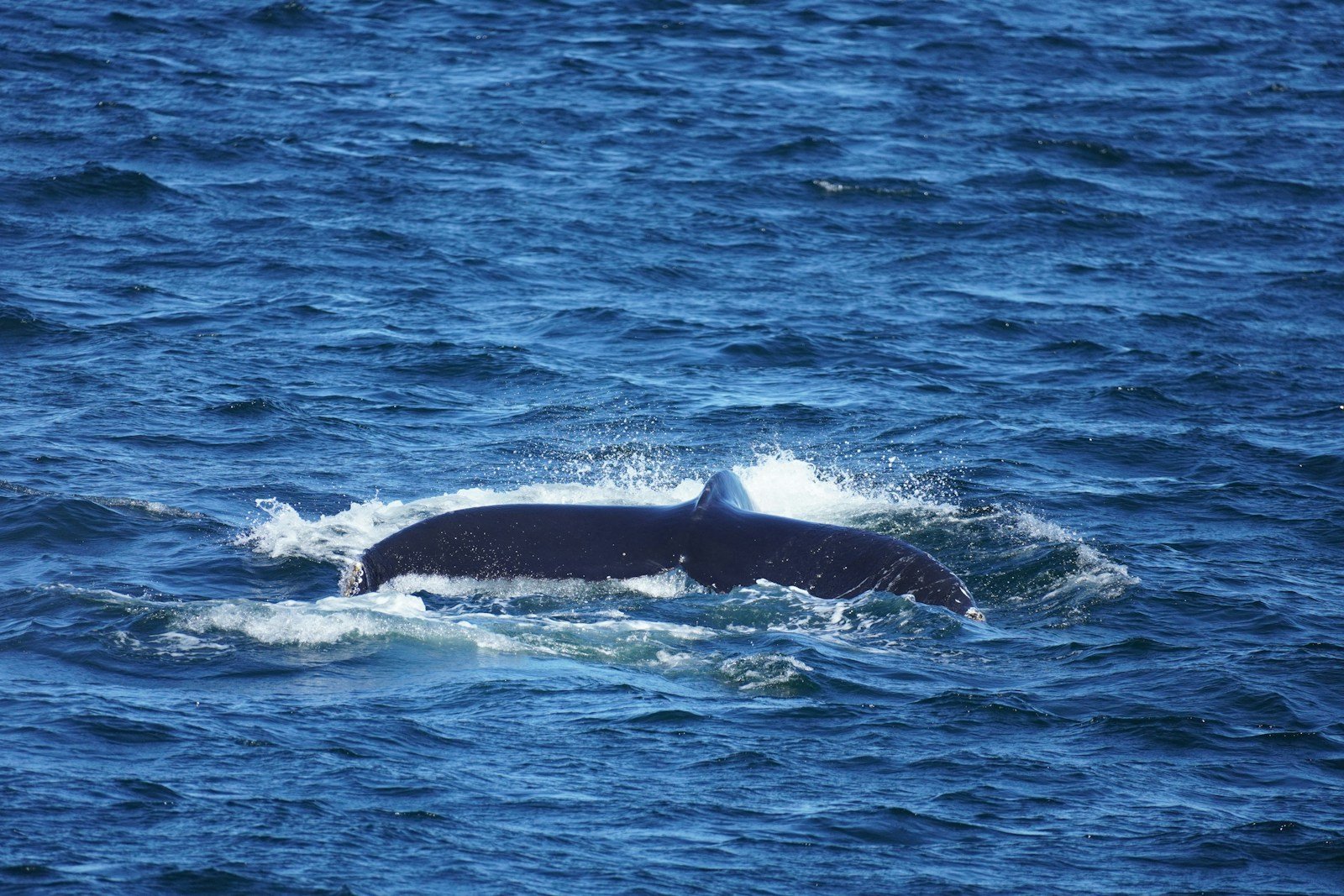 Blue Whales Can Hear Across Oceans — But Can They Still Be Heard?