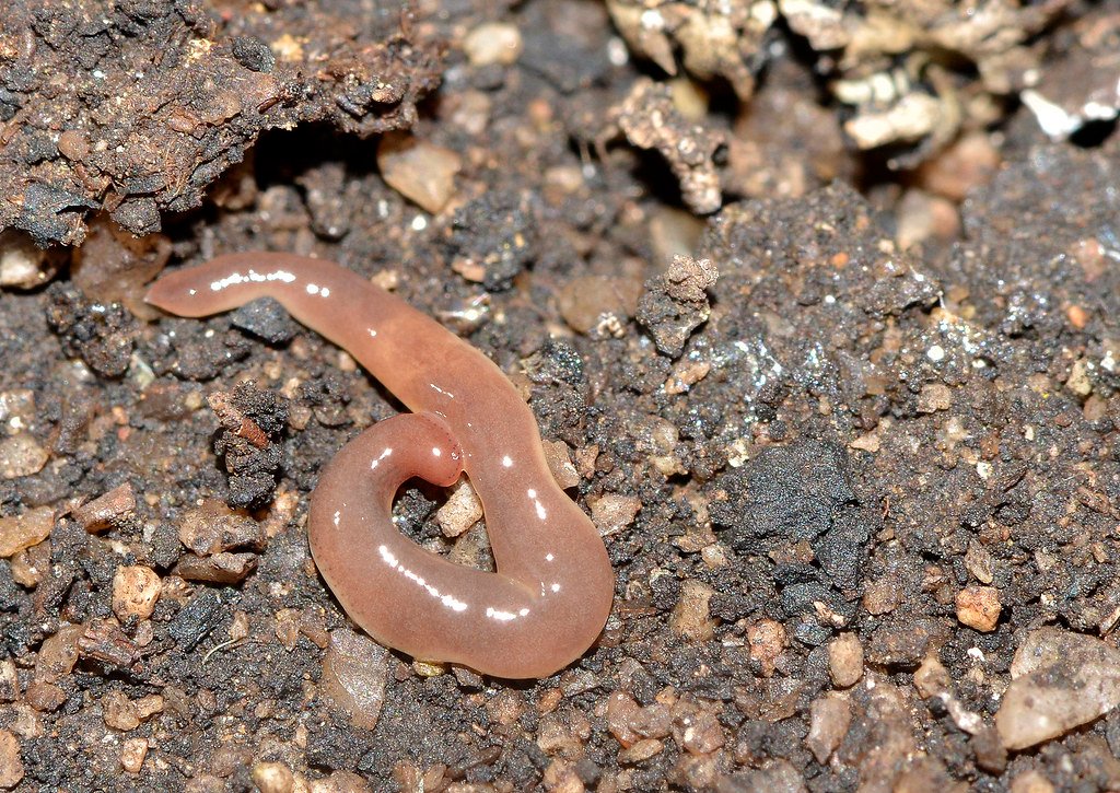 Land planarian.