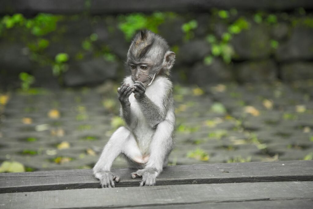 A cute young monkey sits on a wooden platform in Ubud's lush greenery.