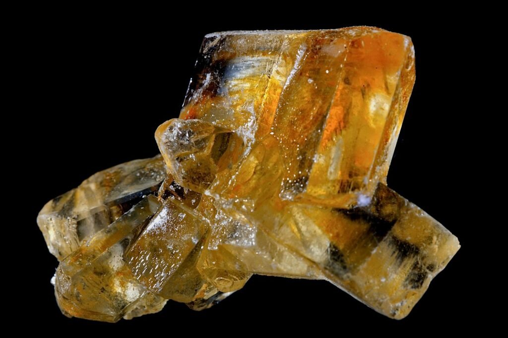 Fossil preserved in amber.
