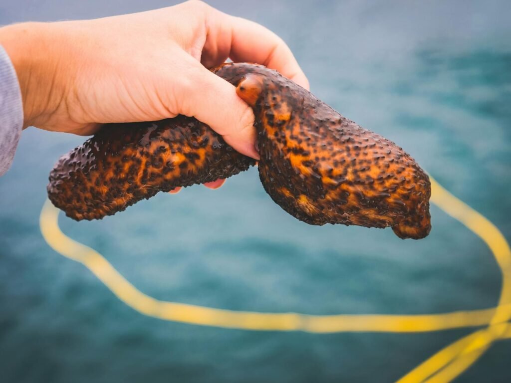 Hand holding a warty sea cucumber underwater, showcasing exotic aquatic life.