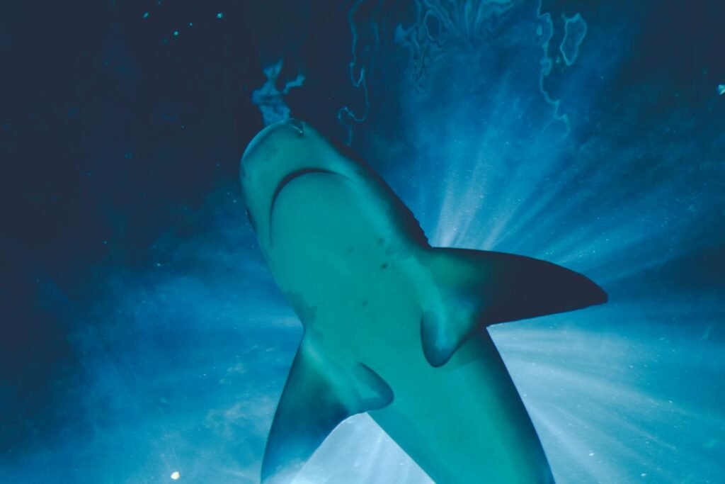 A majestic shark swimming gracefully underwater, illuminated by sunlight from above.