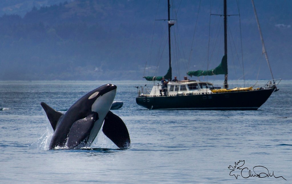 Orca whale jumping near a boat