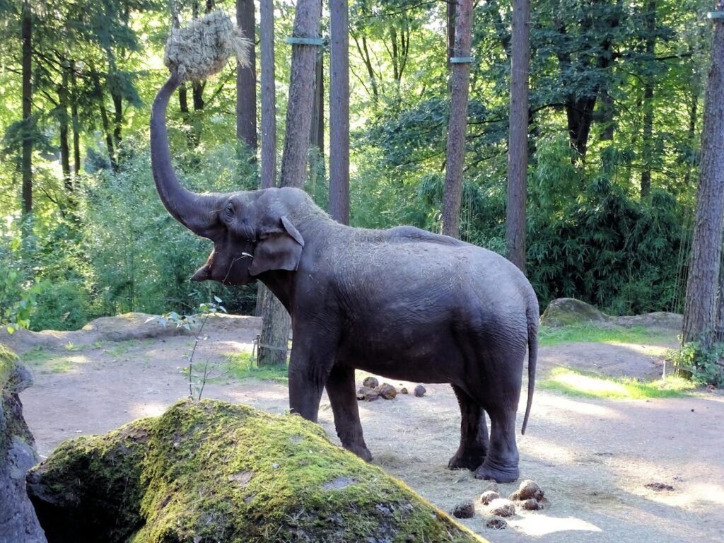 An Asian elephant reaching up in a lush forested zoo setting.