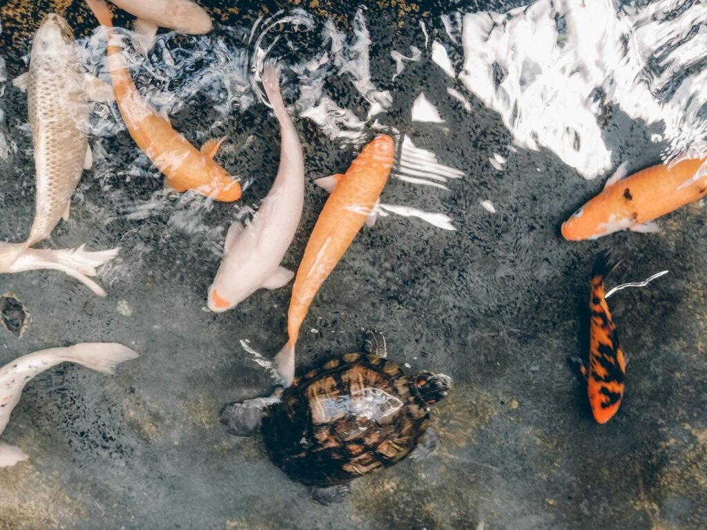 A serene scene of koi fish and a turtle swimming in clear water, showcasing nature's beauty.