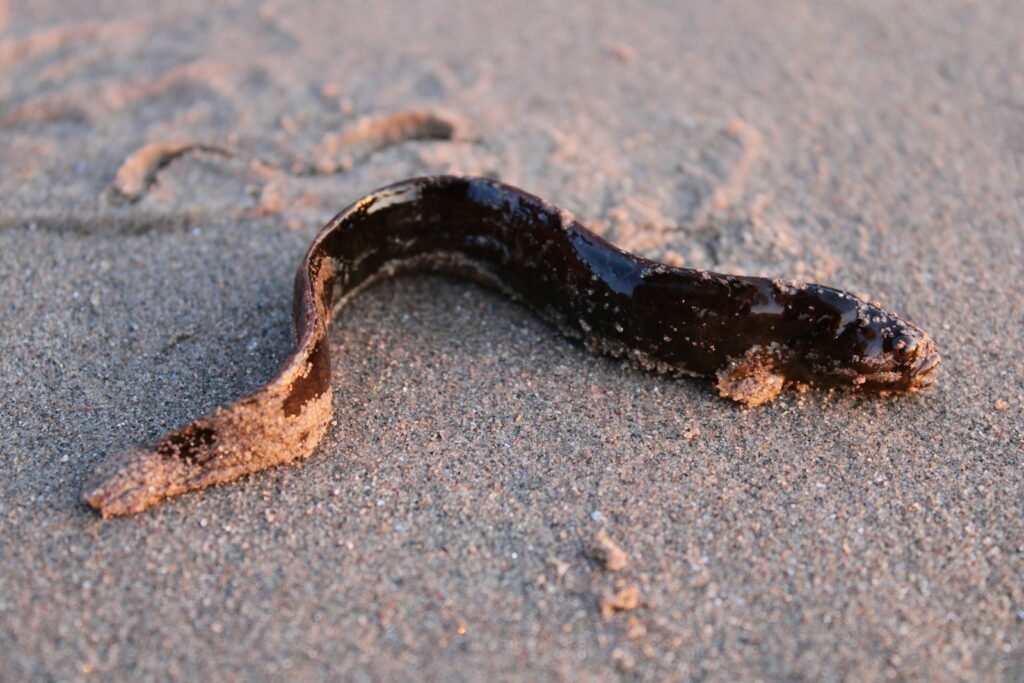 a brown snake is laying in the sand