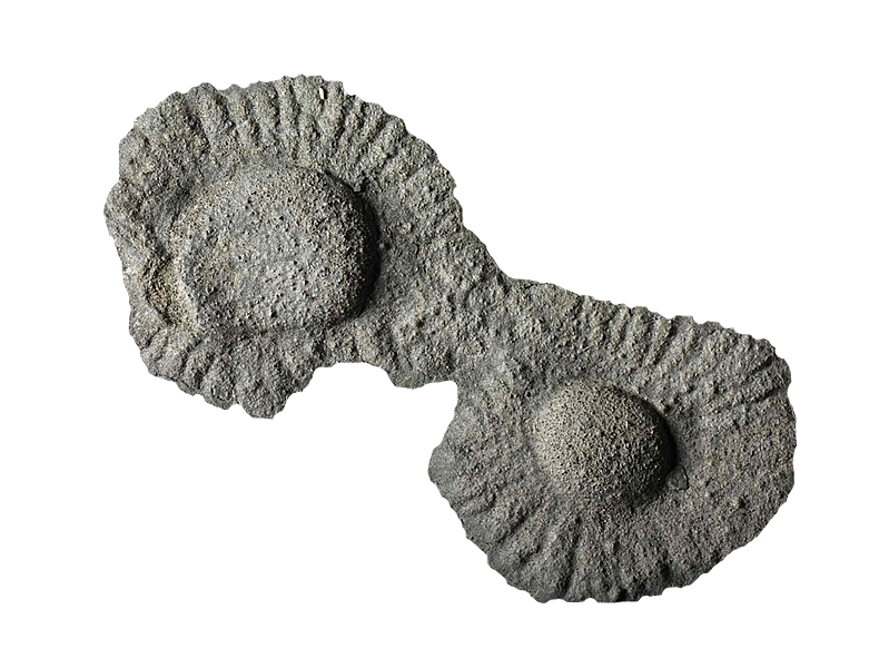 Modification of Francevillian biota in white background