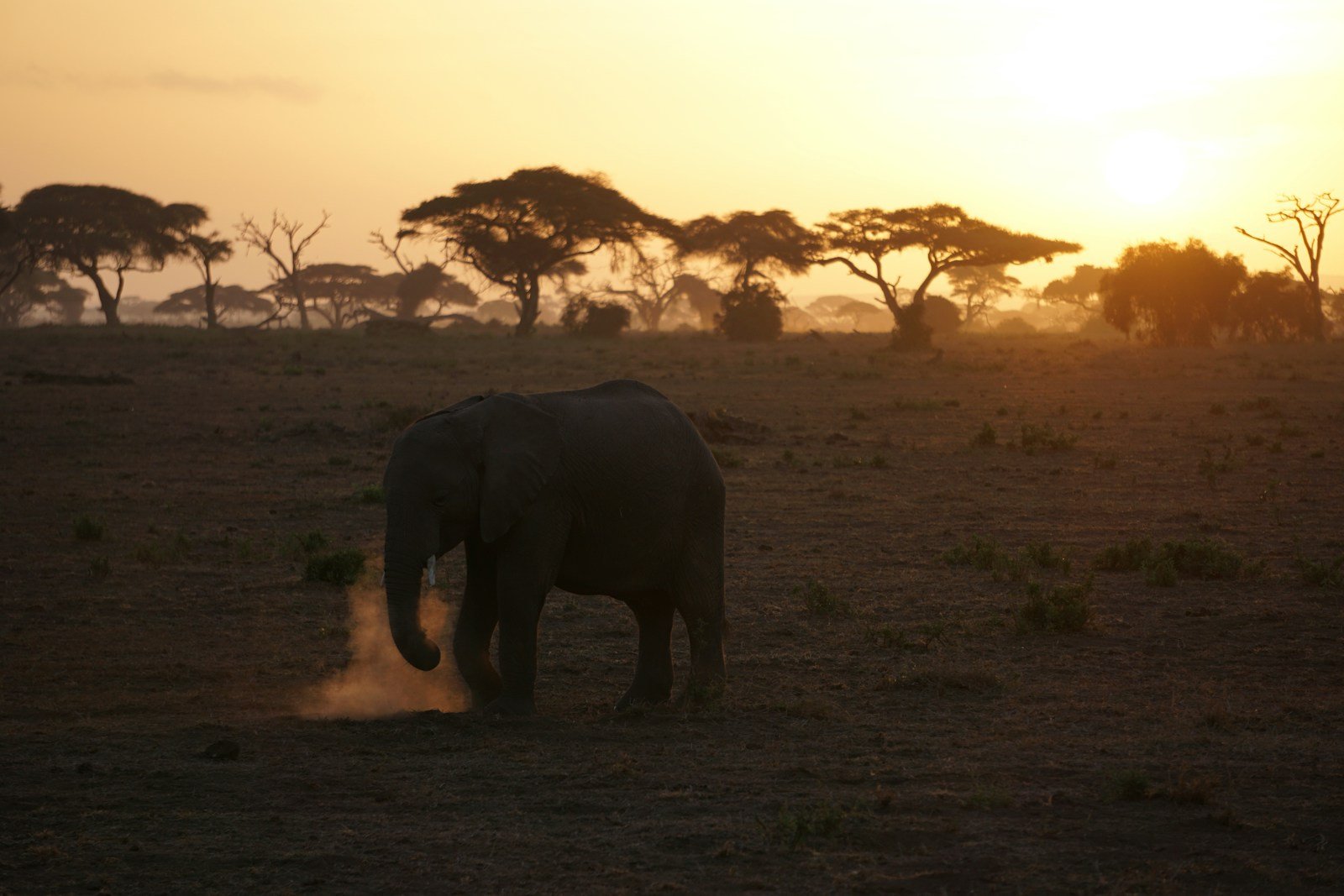 What Elephants Really Do Under the Moonlight (It’s Not a Ceremony)