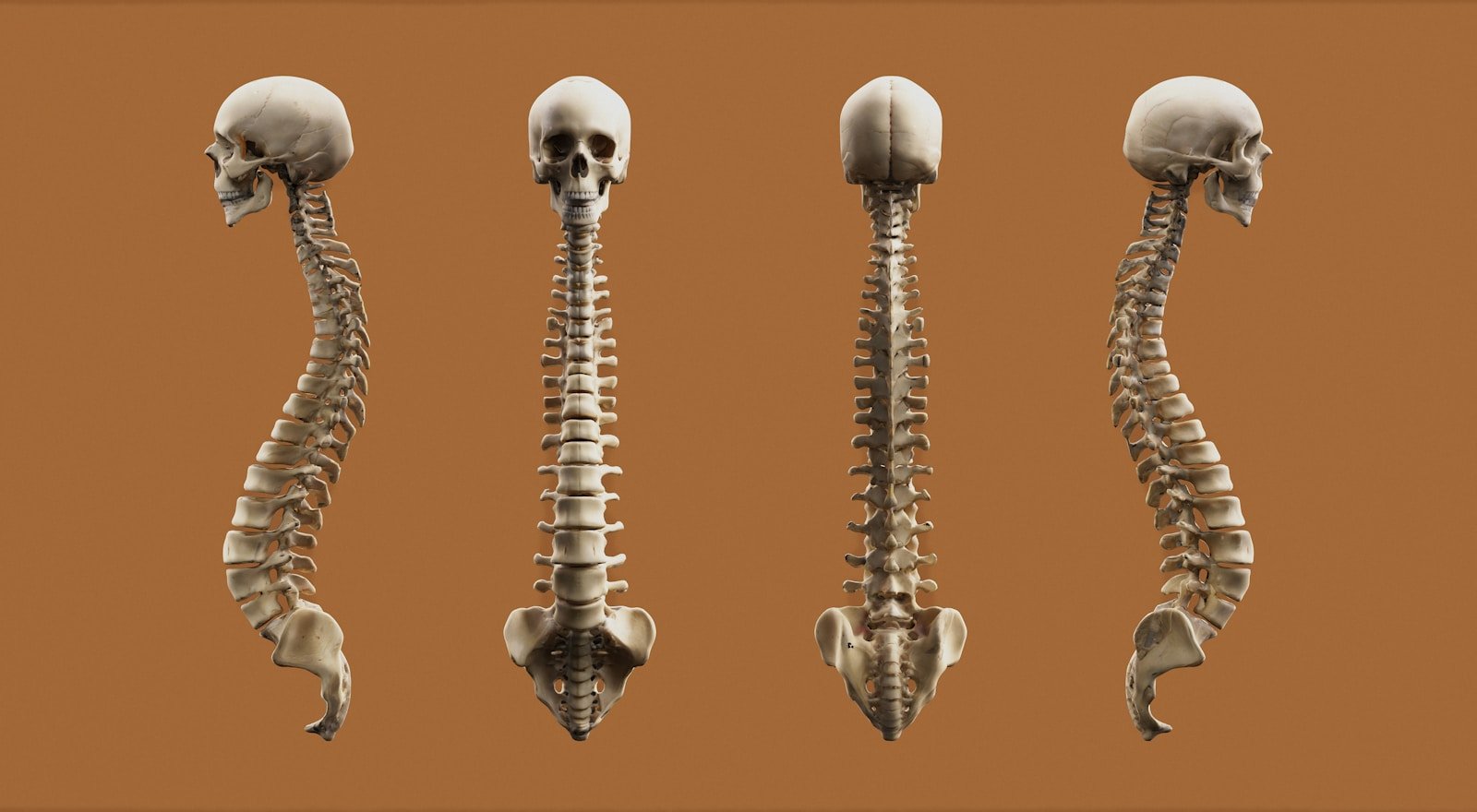 Four views of a human skeleton.