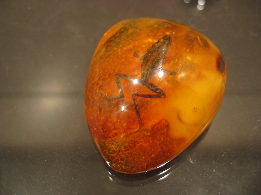 Fossil frog in baltic amber.