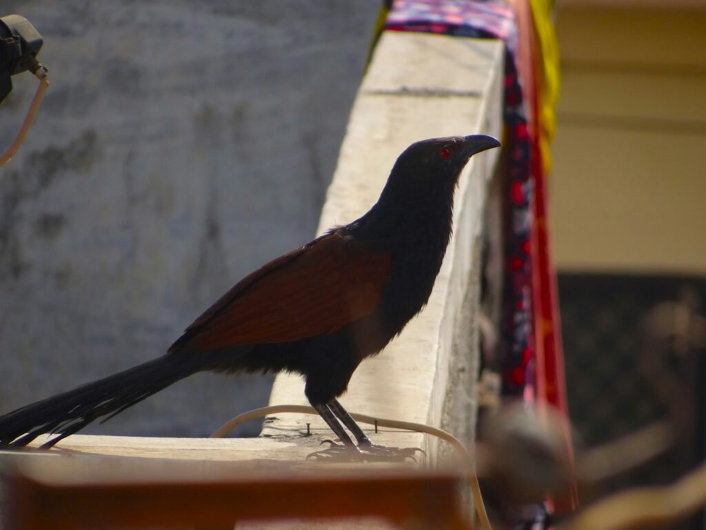 A black bird sitting on top of a wooden table