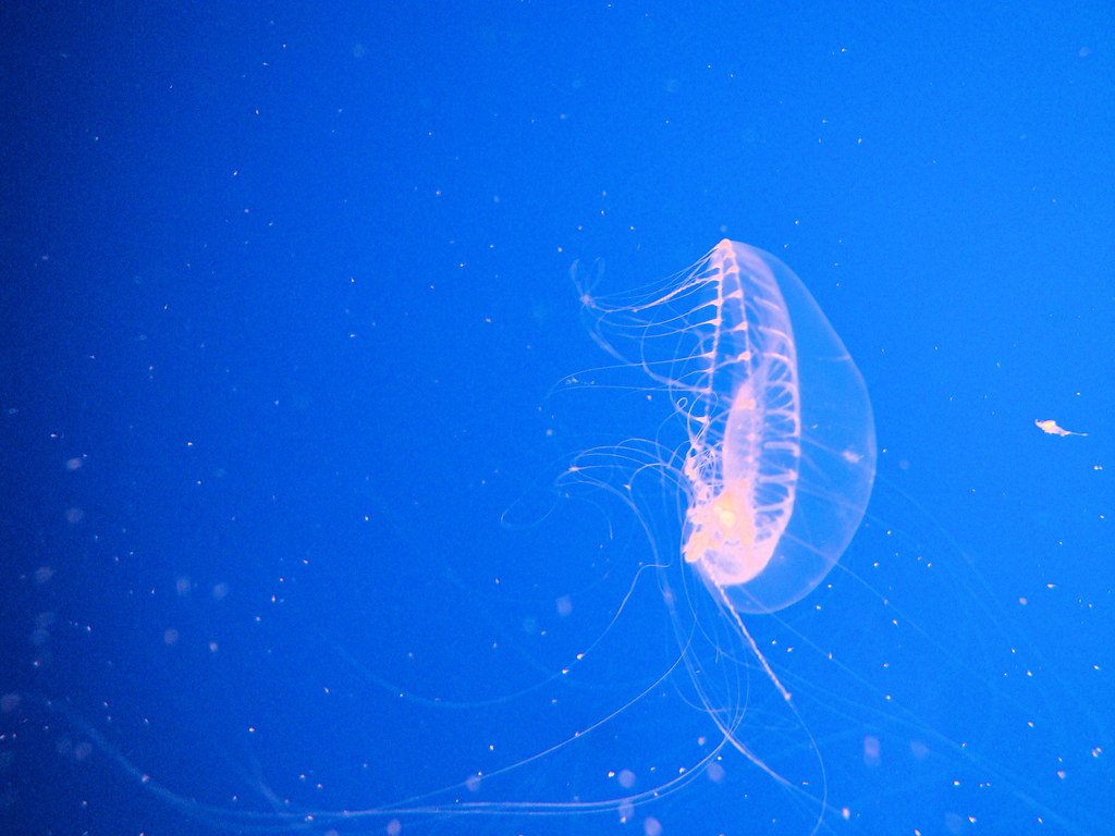 Crystal Jelly ('Aequorea Victoria'), Monterey Bay Aquarium, Monterey, California, USA.