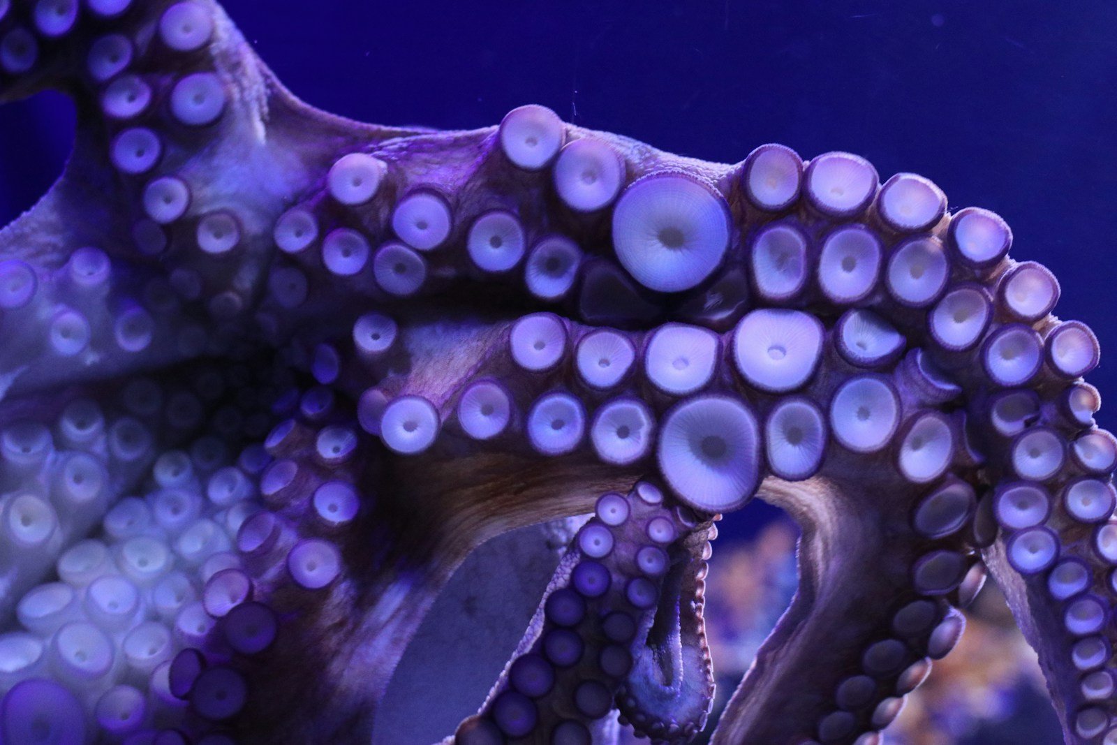 Octopus Ink Isn’t Just for Escaping — It’s a Full-On Chemical Weapon