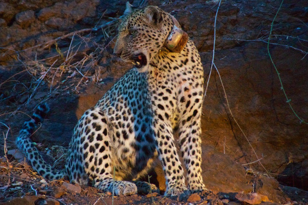 Baby leopard wearing a GPS tracker.