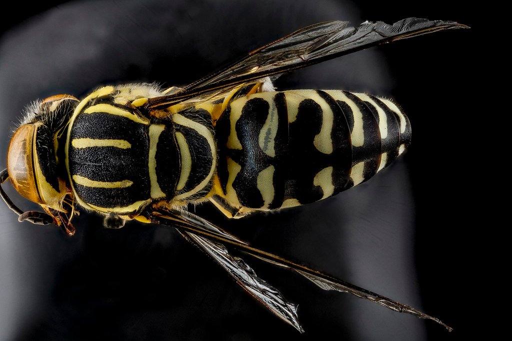 Wasp.