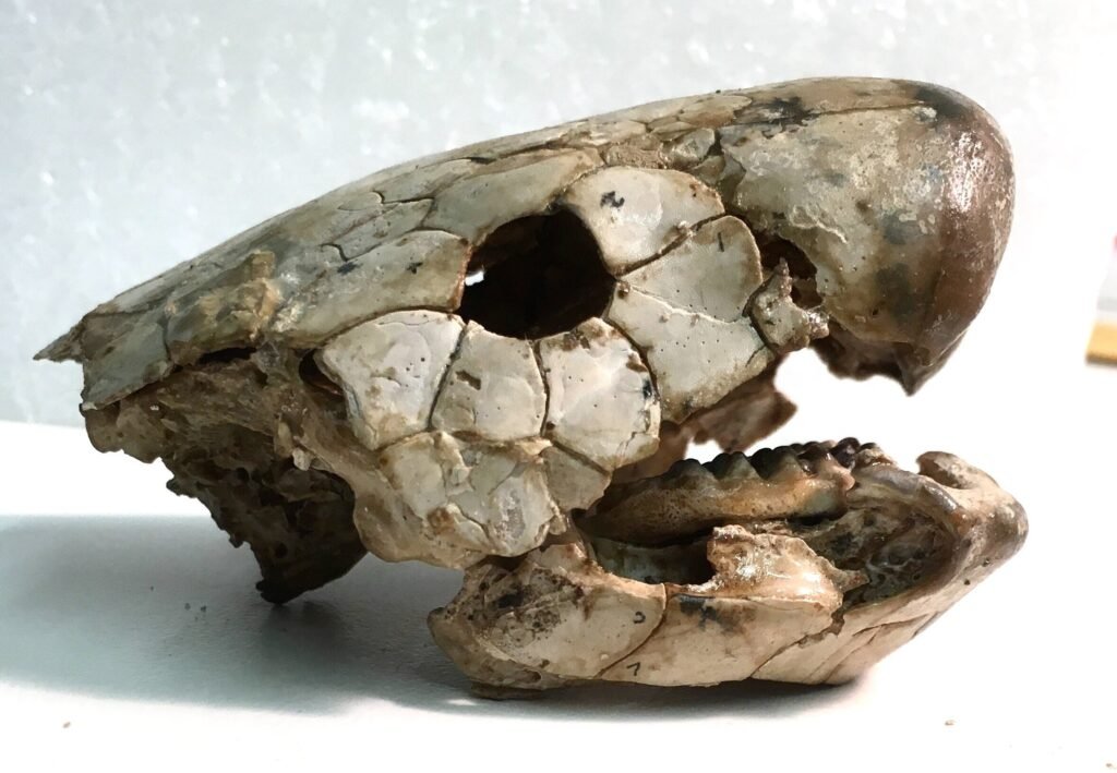 Chirodipterus australis lungfish
