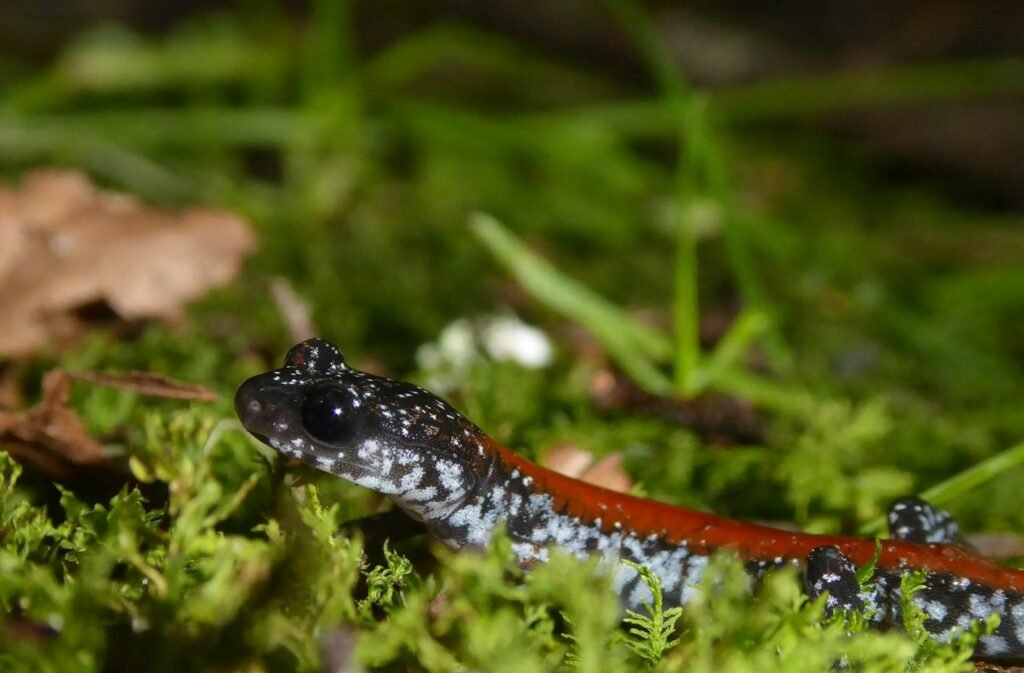 Close up of a small salamander on the ground.