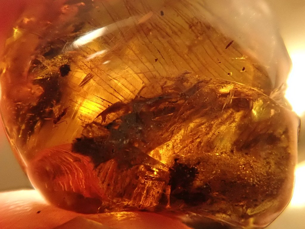 Feathered dino in amber.