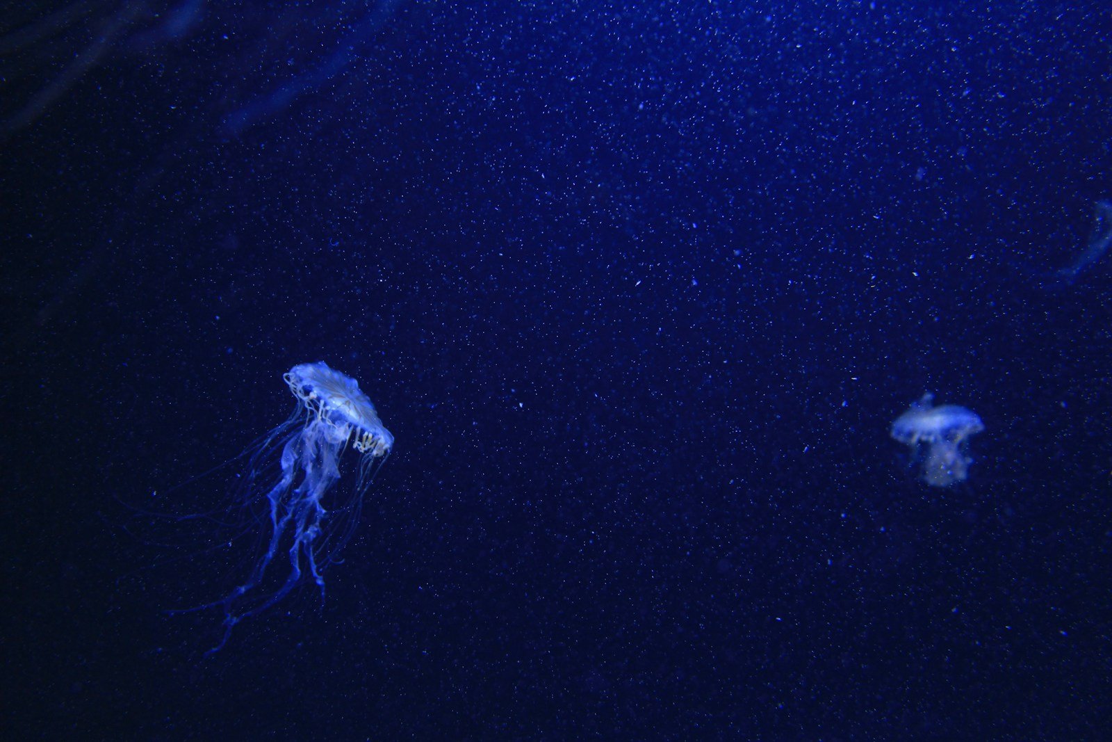 This Jellyfish Might Be Immortal — Scientists Are Still Figuring It Out