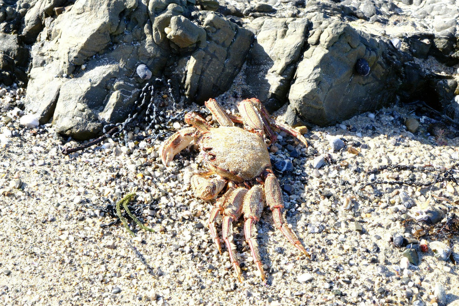 When Barnacles Hijack Crabs and Turn Them Into Zombie Babysitters