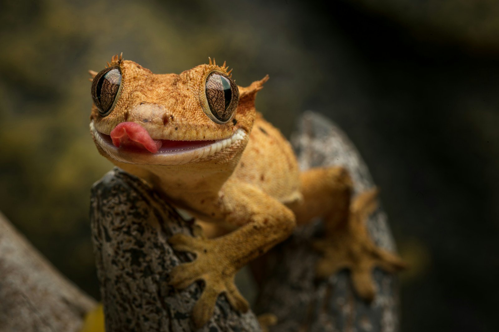The Gecko That Licks Its Own Eyeballs to Stay Sharp