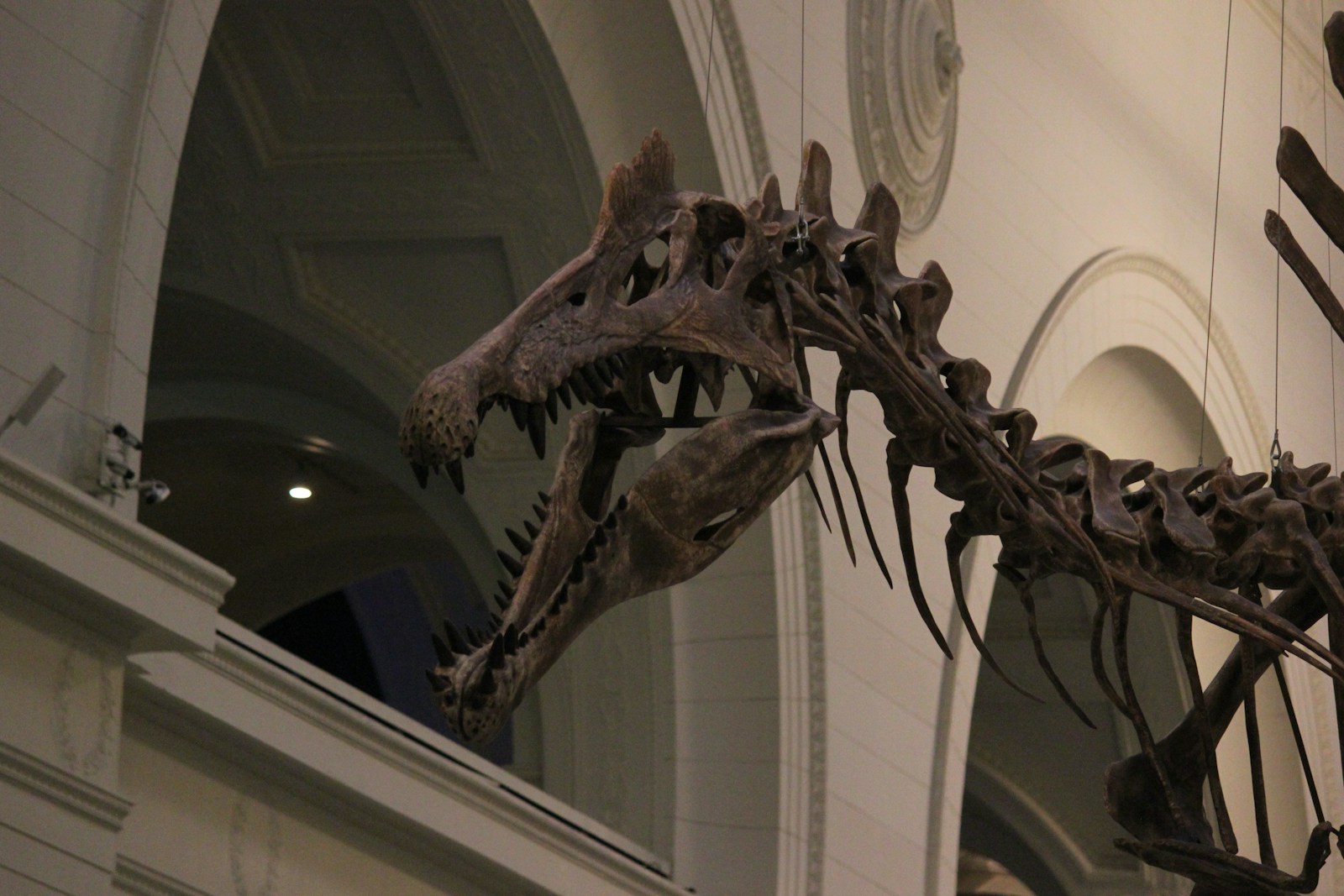 Fossil Fakes and Mistakes: When Paleontology Gets It Wrong