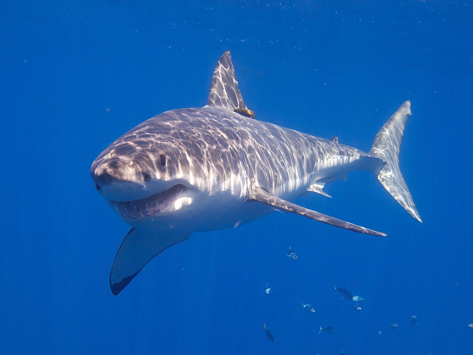 How Social Are Sharks? What We’re Learning About Predator Behavior
