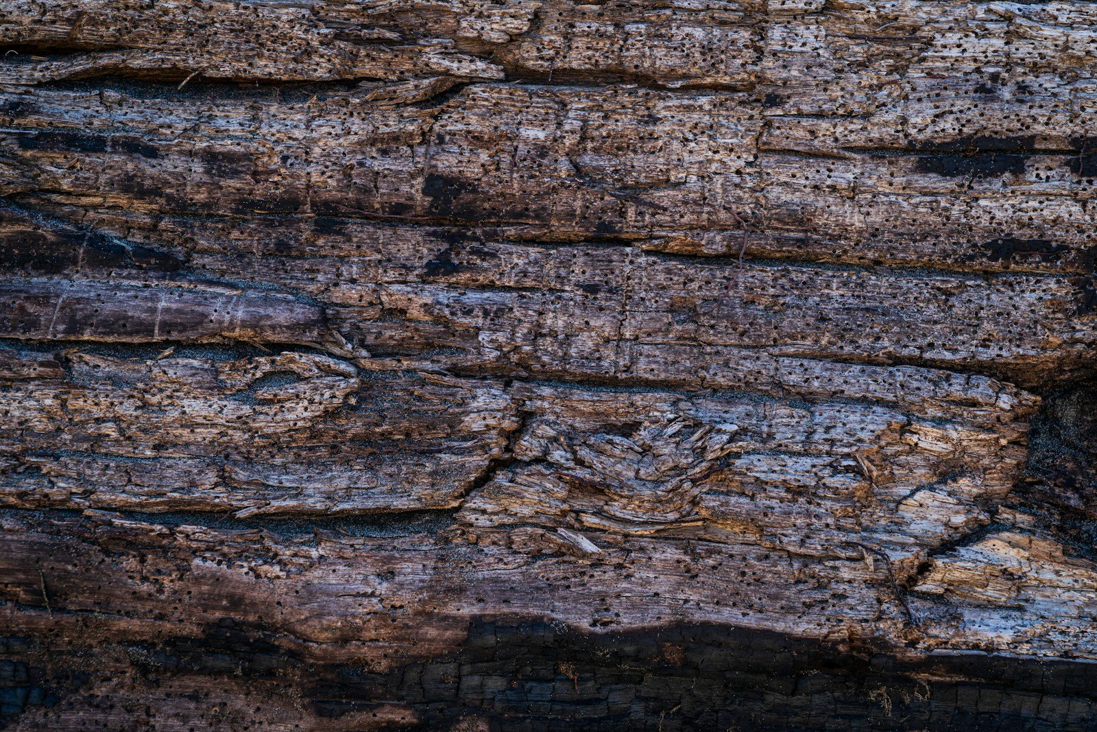 From Leaf to Pill: How Willow Trees Gave Us Aspirin