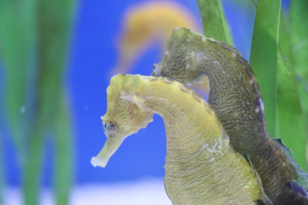 a close up of a sea horse in an aquarium