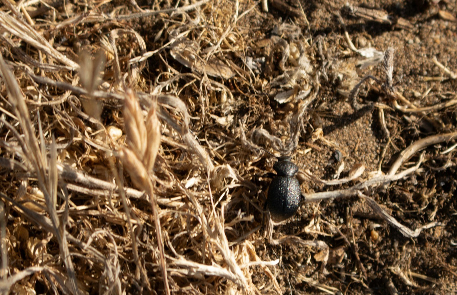 Poop to Planet: How Waste Drives Life From Soil to Sky