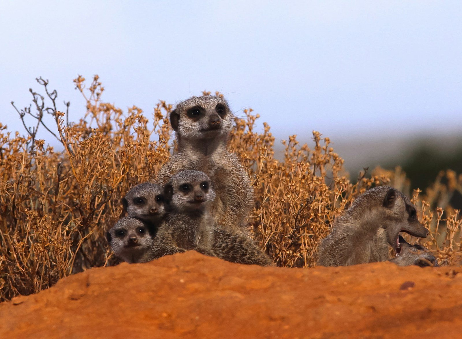 Meerkat Sentinels: Nature’s Cutest Little Bodyguards