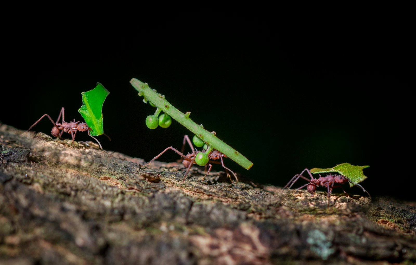 Ants That Sacrifice Themselves by Exploding Their Own Guts