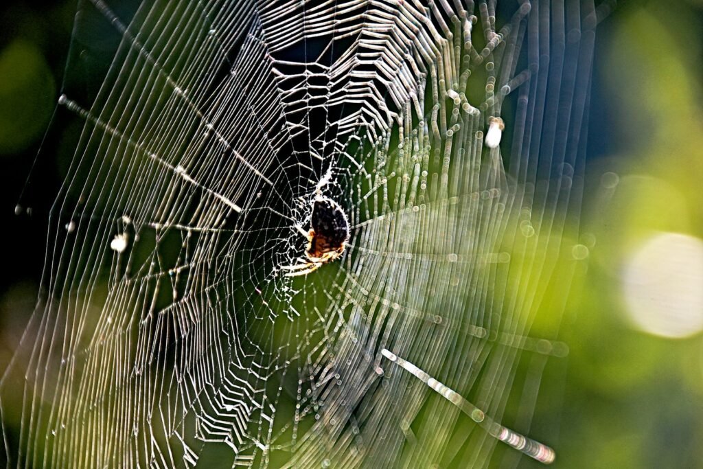 a spider in a web