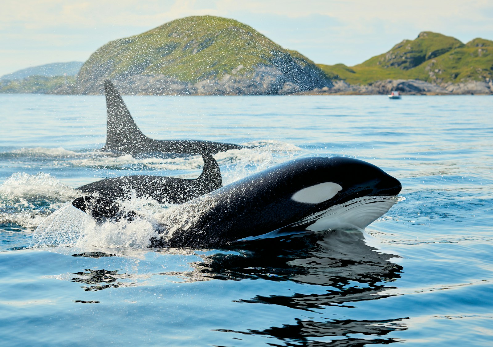 From Fins to Feet and Back Again: How Land Mammals Returned to the Sea