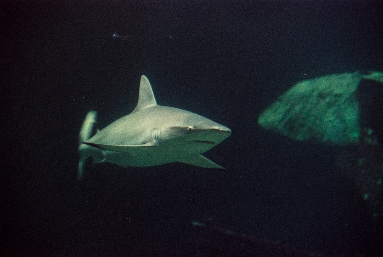 Do Sea Creatures Sleep? The Science of Slumber Underwater