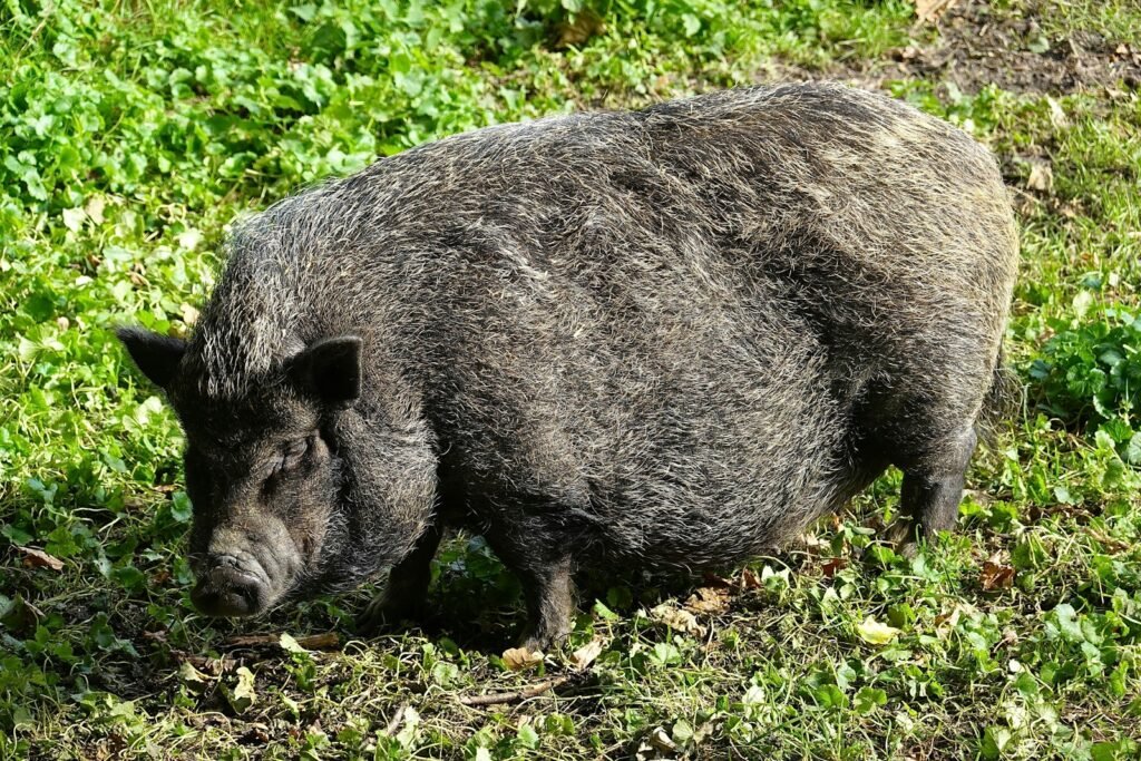 Black pig hunting truffles in the ground.