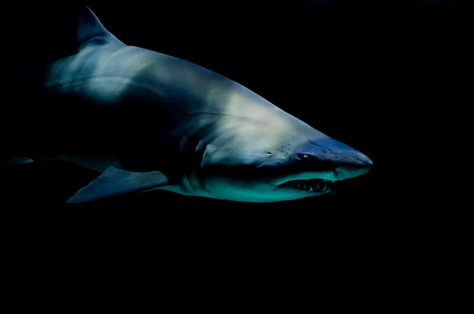 Sharks Older Than Trees? 6 Living Fossils Your Kids Will Want to Meet