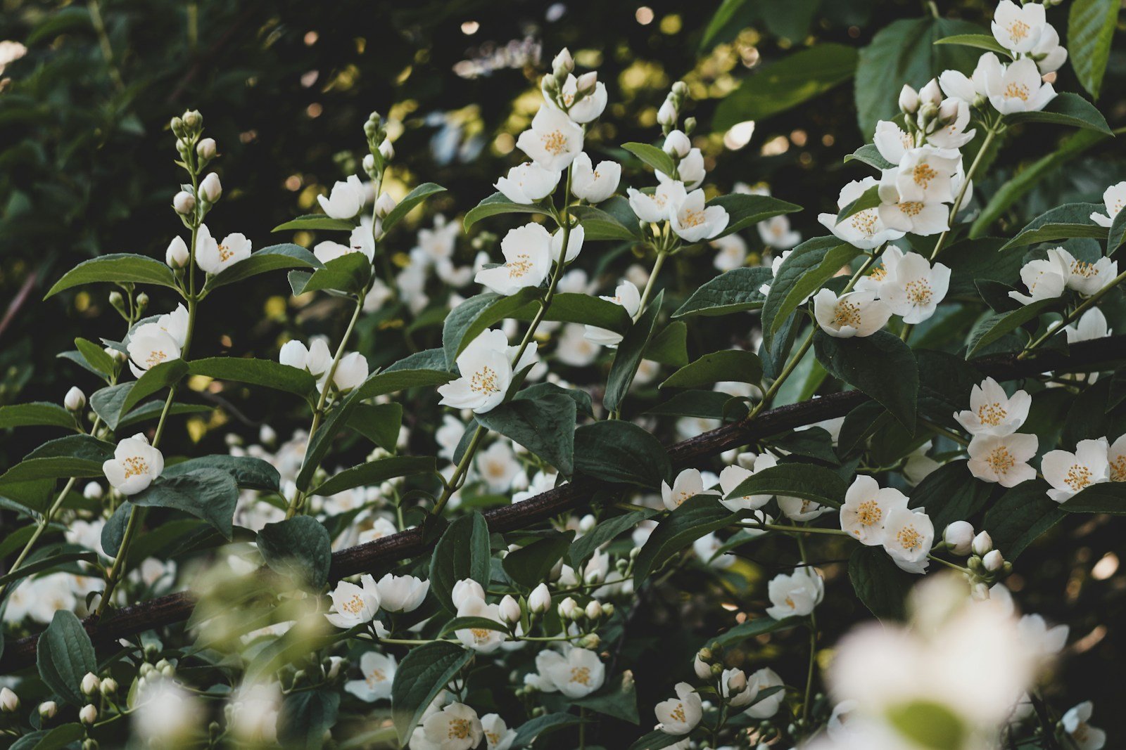 Plants of the Occult: The Surprising Science Behind Witchcraft Ingredients