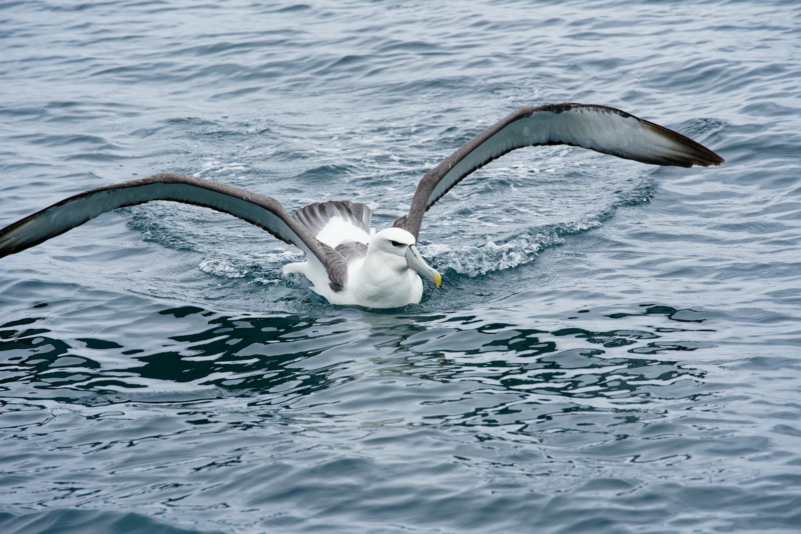 Argentavis vs. Albatross: The Evolutionary Limits of Flight