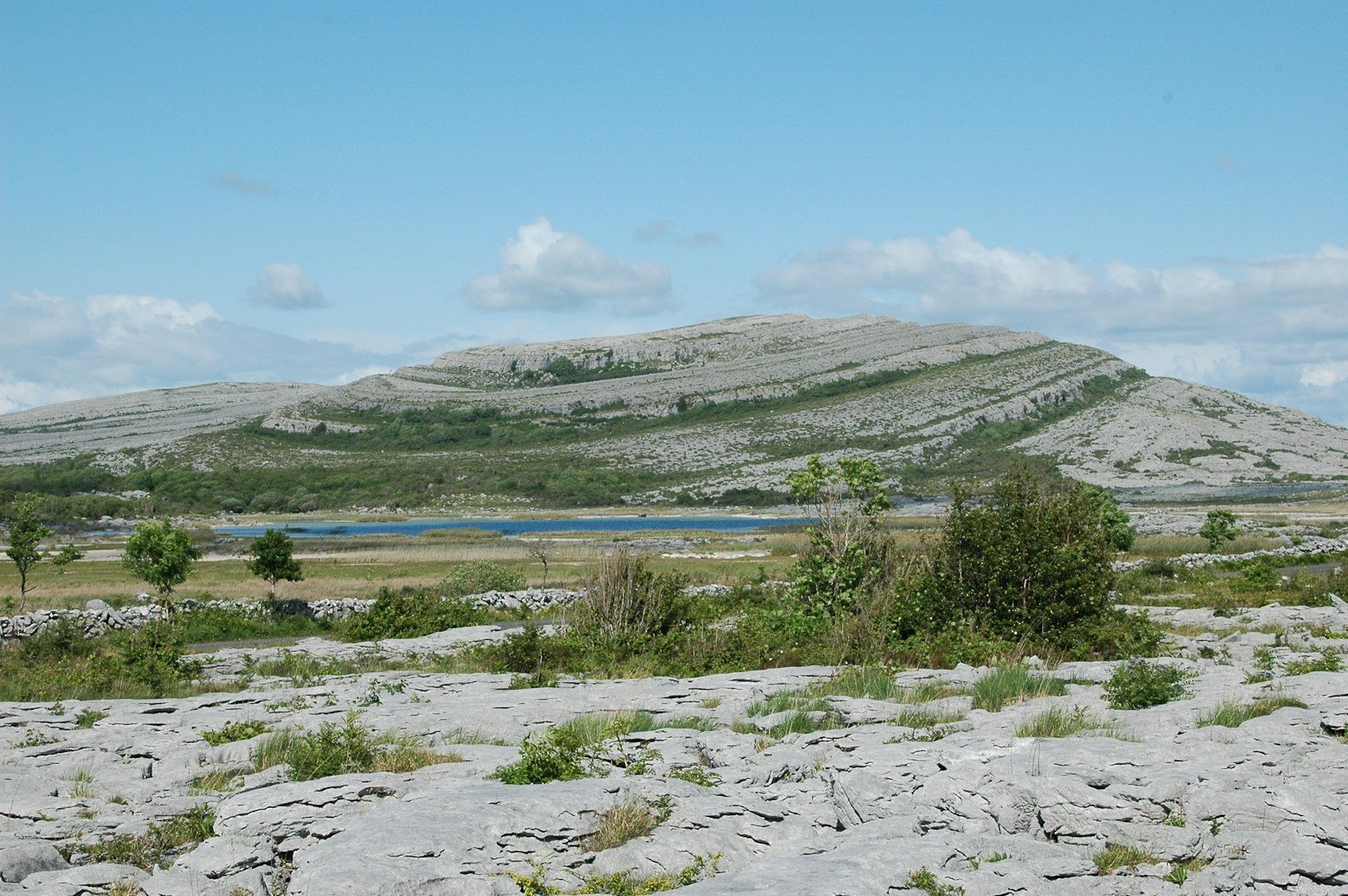 The Burren – Where Rare Alpine and Mediterranean Plants Grow Side by Side