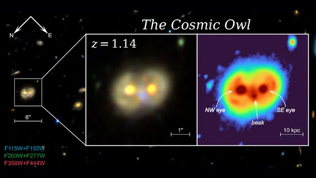 cosmic owl