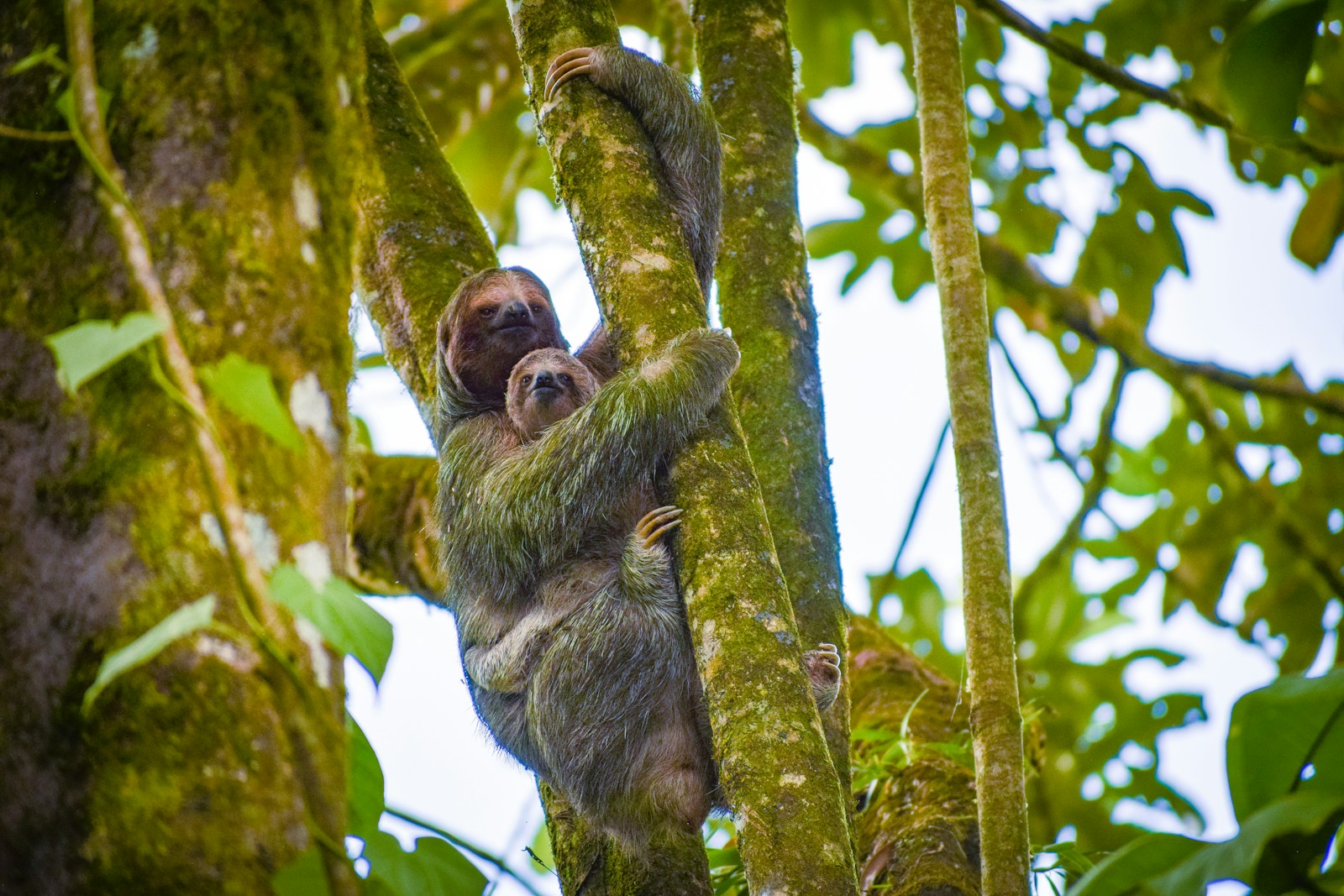Why Sloths Risk Death for a Weekly Poop Ritual