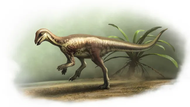 Enigmacursor mollyborthwickae