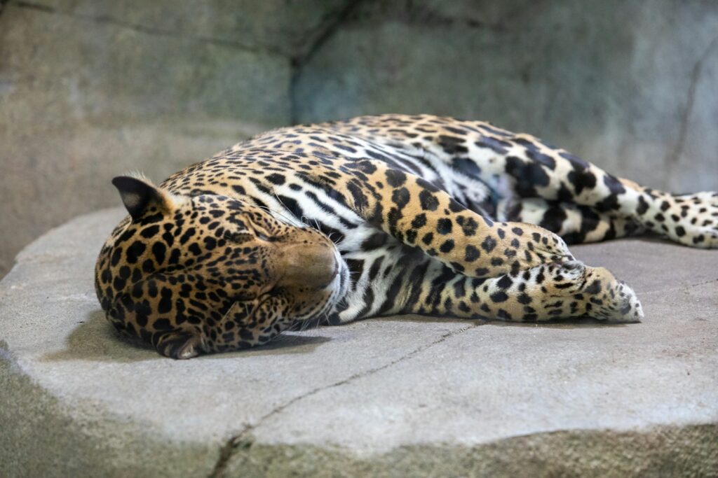 a large leopard laying on top of a rock